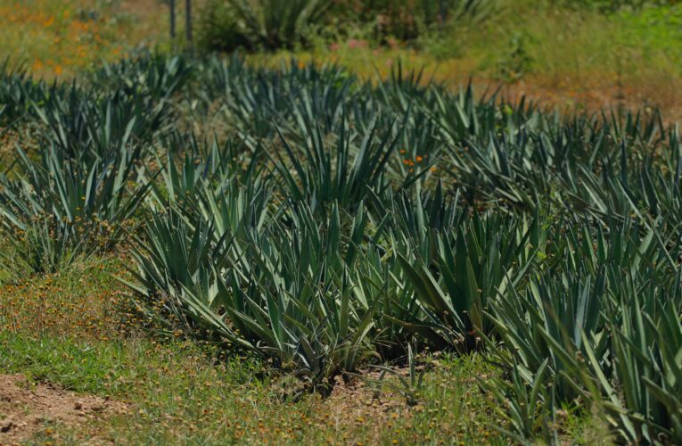 Con IPN, gobierno de Puebla impulsa conformación de cooperativas en municipios mezcaleros