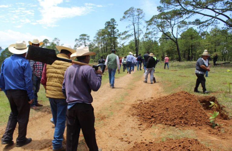 Ejecutará gobierno estatal ocho jornadas más de reforestación en 2023