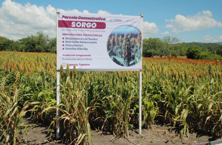 Impulsa gobierno de Puebla producción de sorgo en la Mixteca