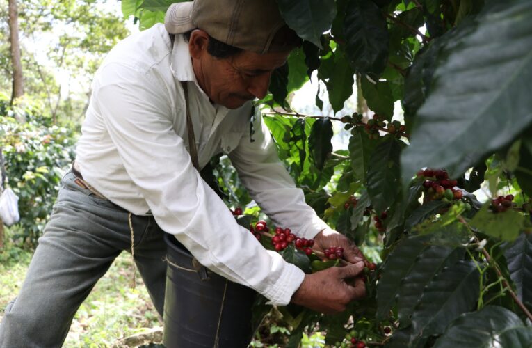 Inicia gobierno de Puebla muestreo para conocer producción de café