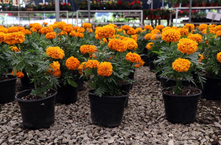 Otorga gobierno de Puebla beneficios a floricultores