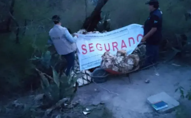 En Zapotitlán Salinas, frustran un intento de robo de 98 piñas de agave