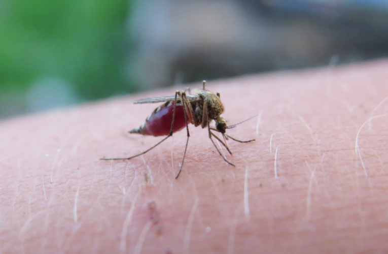 Acumula Puebla 2 mil 942 casos de dengue: Salud