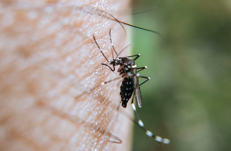 En últimas 24 horas, descarta Salud hospitalizados y defunciones por dengue