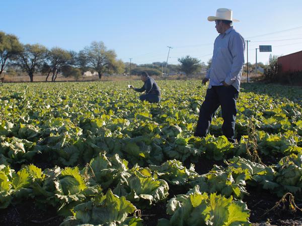 Ocasiona helada afectaciones en 520 hectáreas de cultivos: SDR