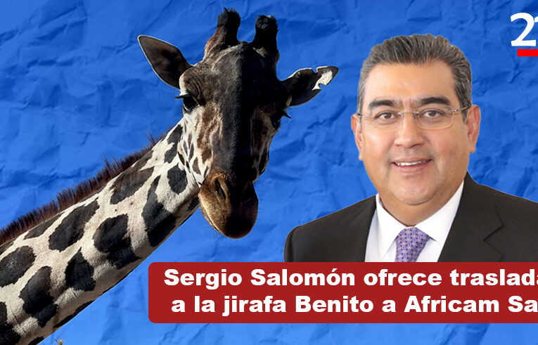 Gobierno de Sergio Salomón se une a la causa para apoyar a Benito, la jirafa abandonada en Chihuahua