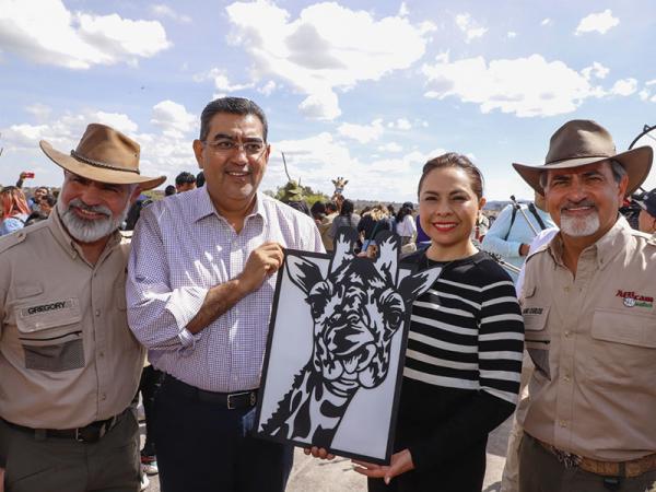 Puebla da bienvenida a jirafa «Benito»; gobierno estatal respalda causas animalistas, destaca Sergio Salomón